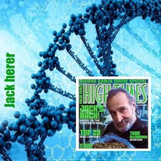 Насіння марихуани з генетикою Jack Herer